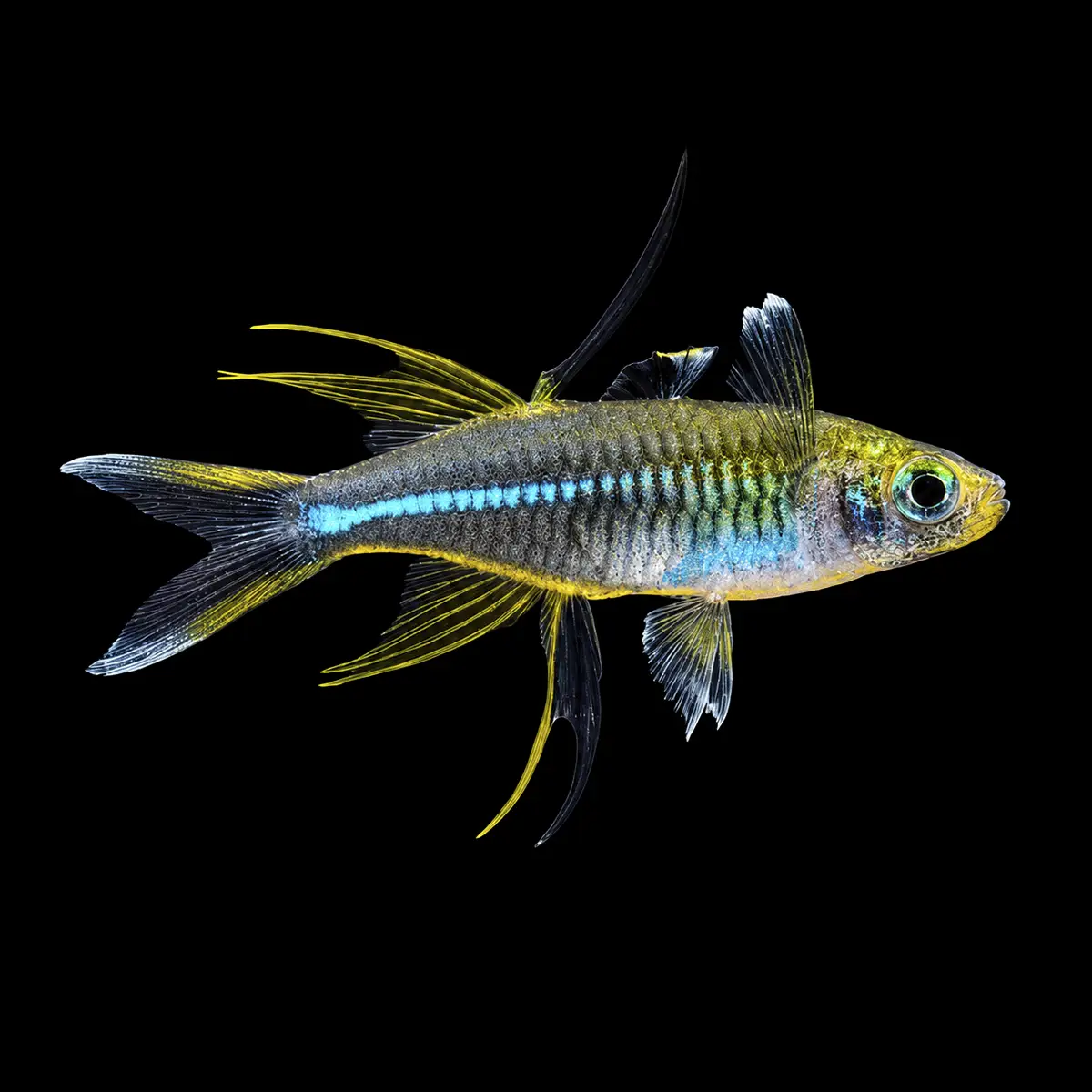 Pez Arcoiris de las Célebes | Marosatherina ladigesi nascapers.es