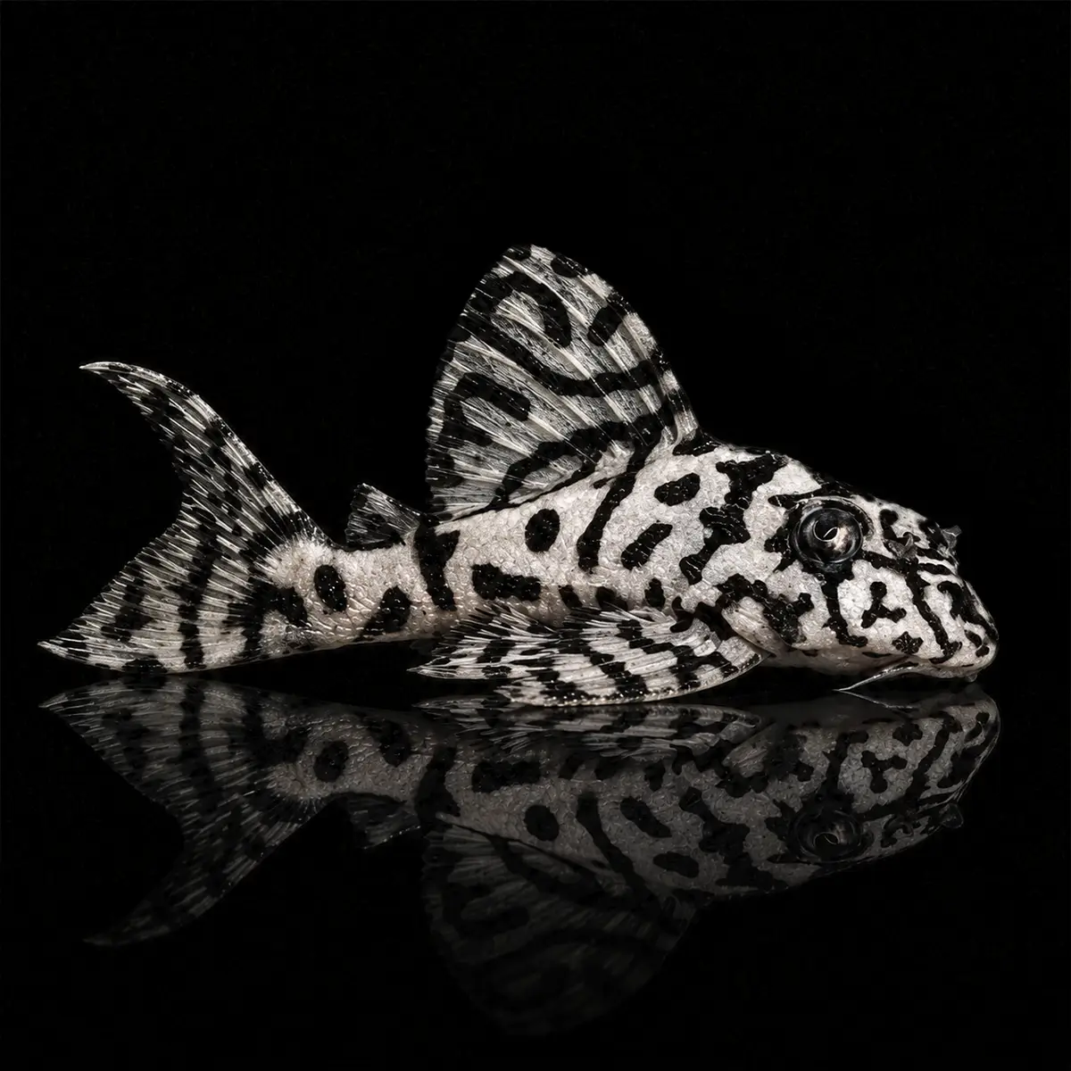 Pleco L236 Cracked Zebra nascapers.es
