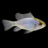 Ramirezi Azul Platinum | Microgeophagus ramirezi nascapers.es