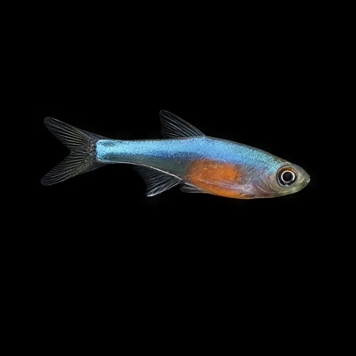 Rasbora Axelrodi Azul | Sundadanio axelrodi nascapers.es