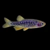 Rasbora Galaxy Esmeeralda Híbrido nascapers.es