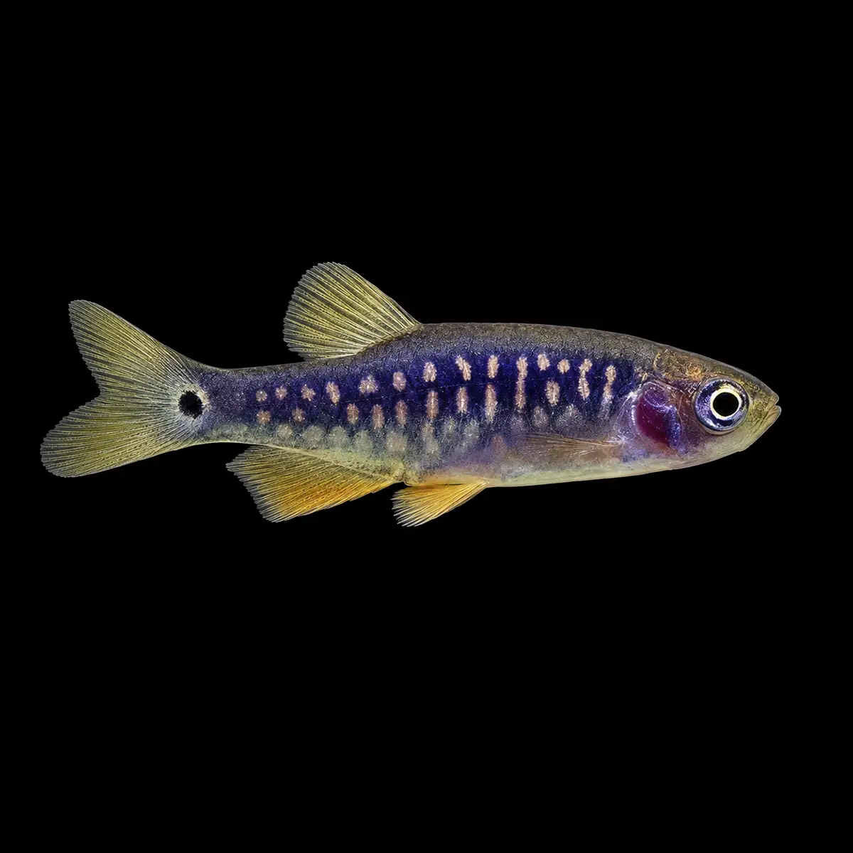 Rasbora Galaxy Esmeeralda Híbrido nascapers.es