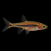Rasbora Sparrow | Boraras urophthalmoides nascapers.es