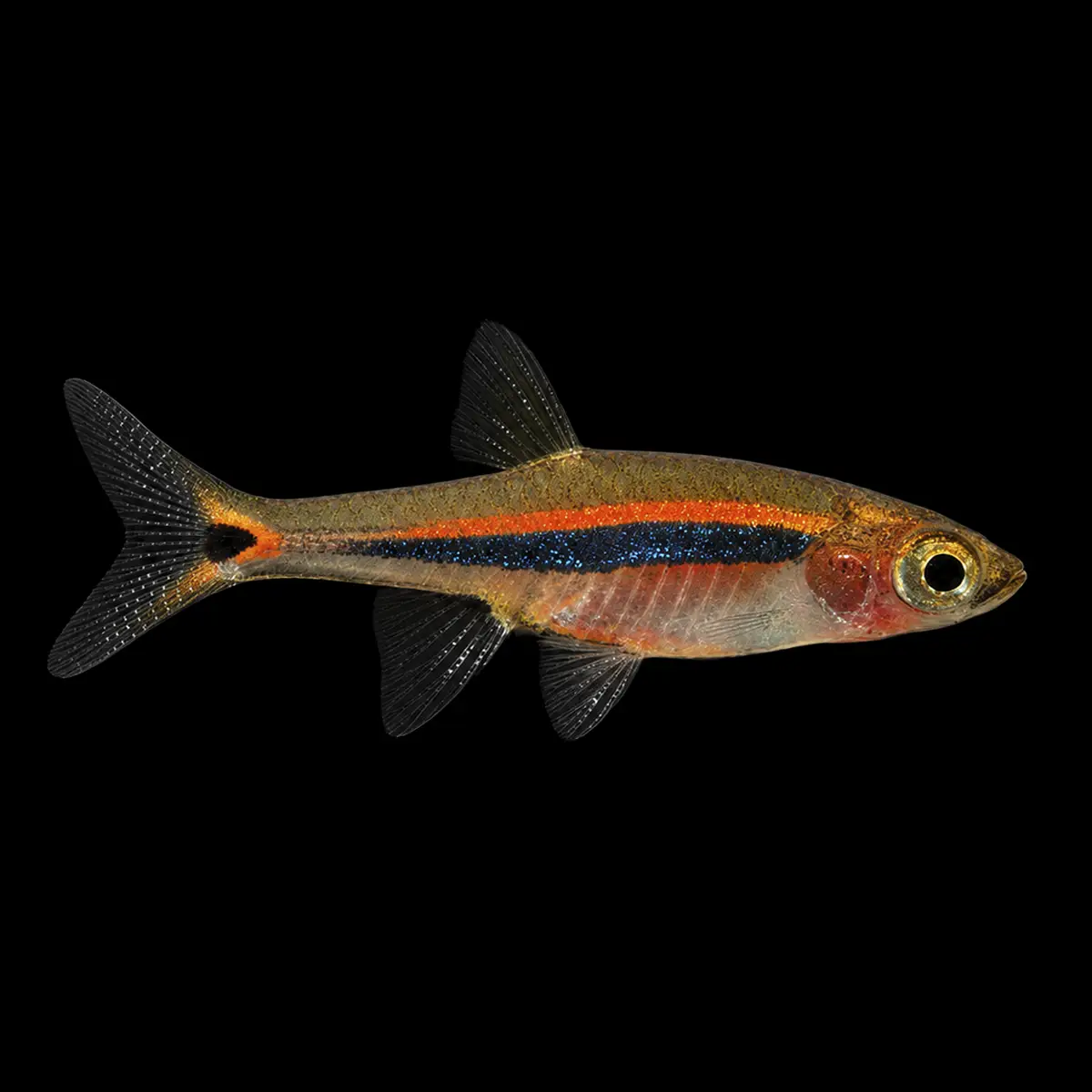 Rasbora Sparrow | Boraras urophthalmoides nascapers.es