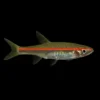 Rasbora pauciperforata | Trigonopoma pauciperforatum nascapers.es