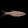 Rasbora Vulcanus nascapers.es
