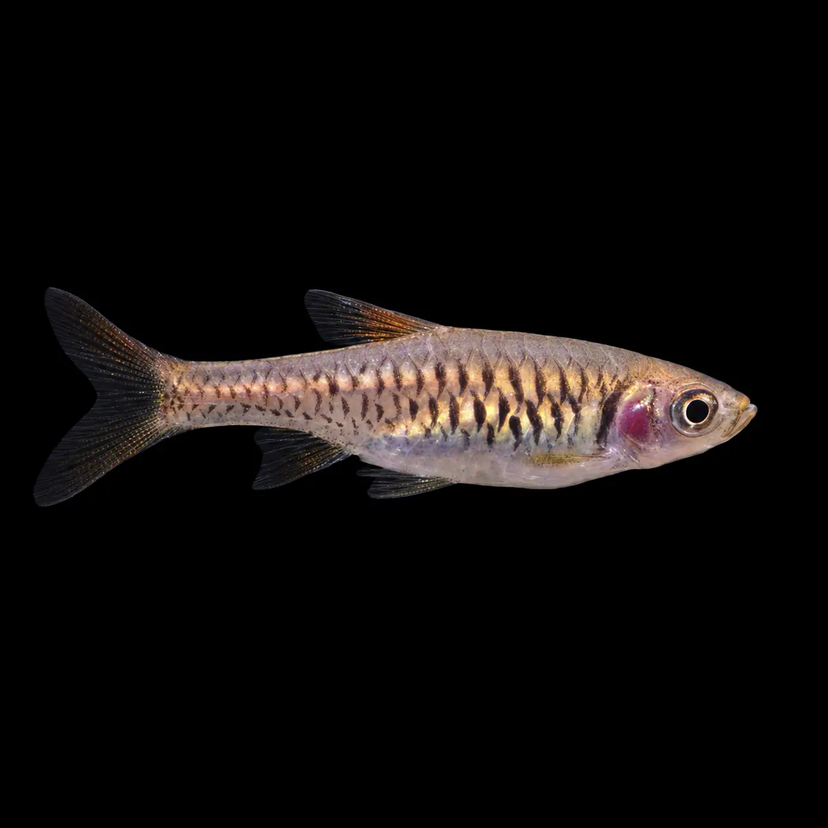 Rasbora Vulcanus nascapers.es