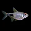 Tetra Carbuncle | Hemigrammus pulcher nascapers.es