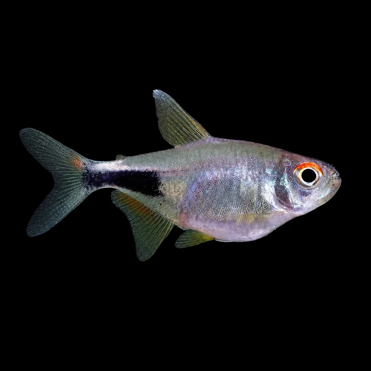 Tetra Carbuncle | Hemigrammus pulcher nascapers.es