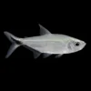 Tetra Moenkhausia Costae nascapers.es