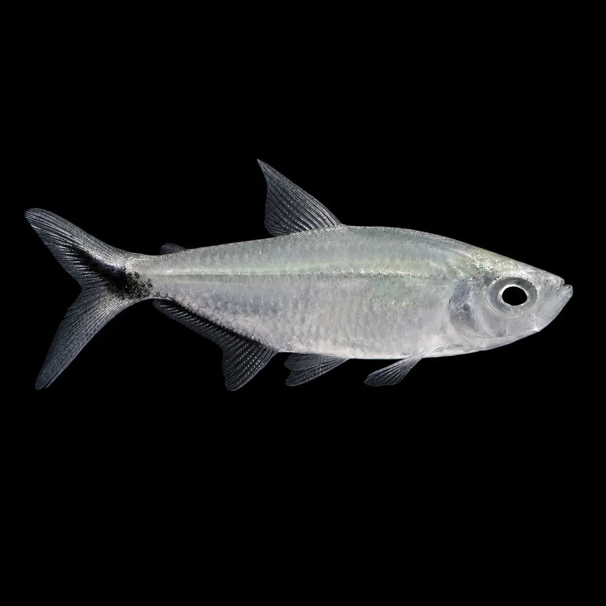 Tetra Moenkhausia Costae nascapers.es