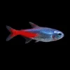 TETRA NEON DIAMANTE – Paracheirodon Innesi Diamant nascapers.es