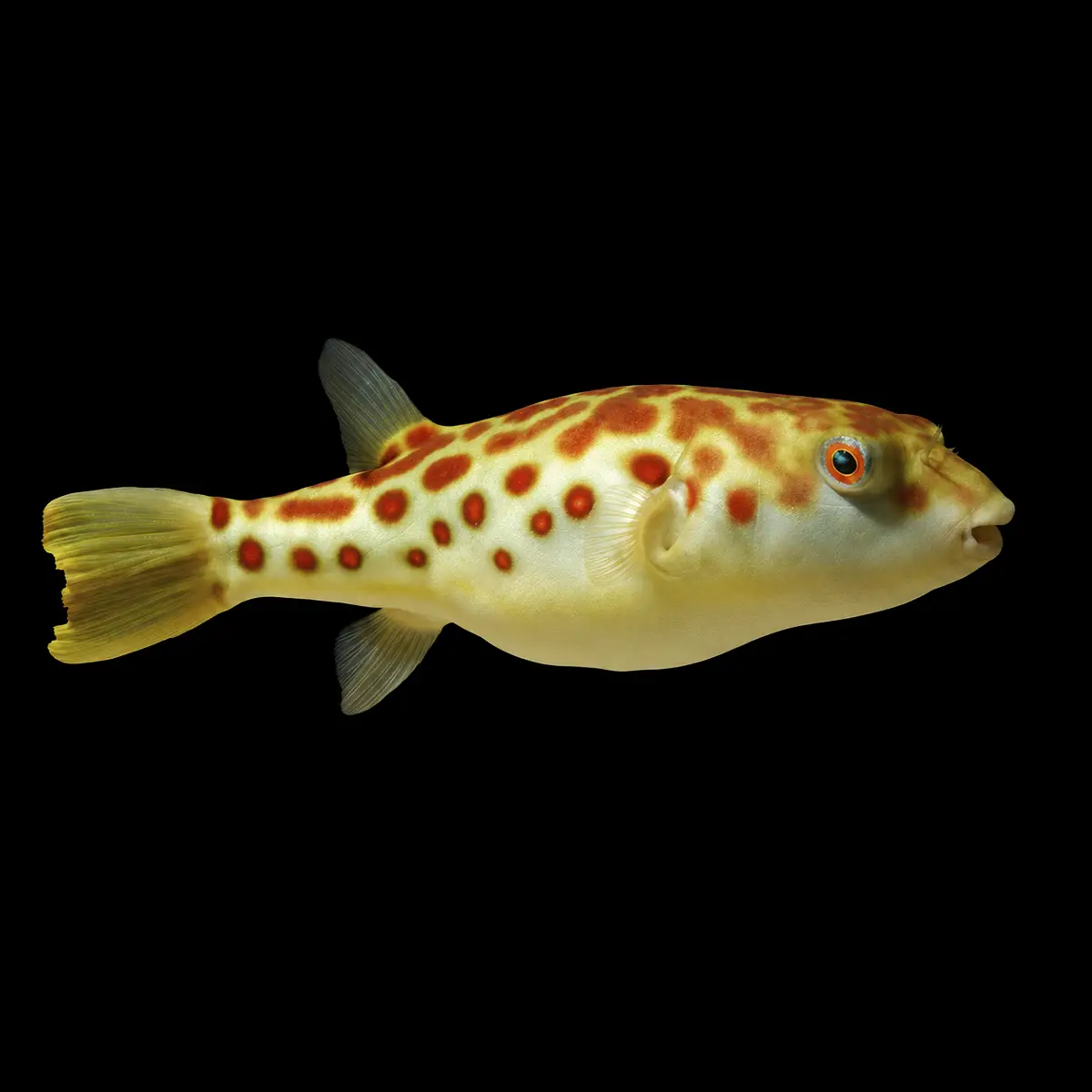 Tetraodon pustulatus nascapers.es