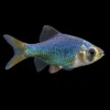 Barbo Tetrazona Verde | Puntius tetrazona nascapers.es