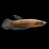Betta Macho Patoti nascapers.es