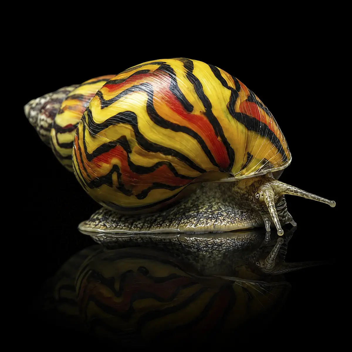 Caracoles