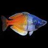 Categoría Peces Arcoiris nascapers.es