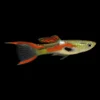 Guppy Macho Endler Rojo | Poecilia Wingei nascapers.es