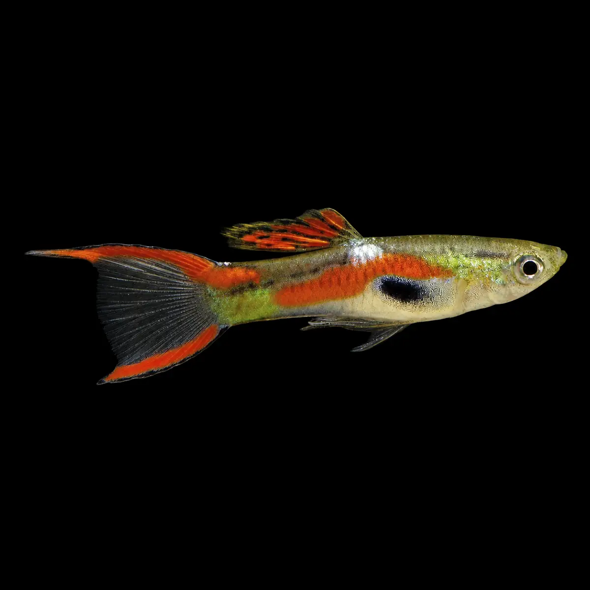 Guppy Macho Endler Rojo | Poecilia Wingei nascapers.es