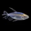 Tetra Congo Albino nascapers.es