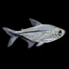 Tetra Costae nascapers.es