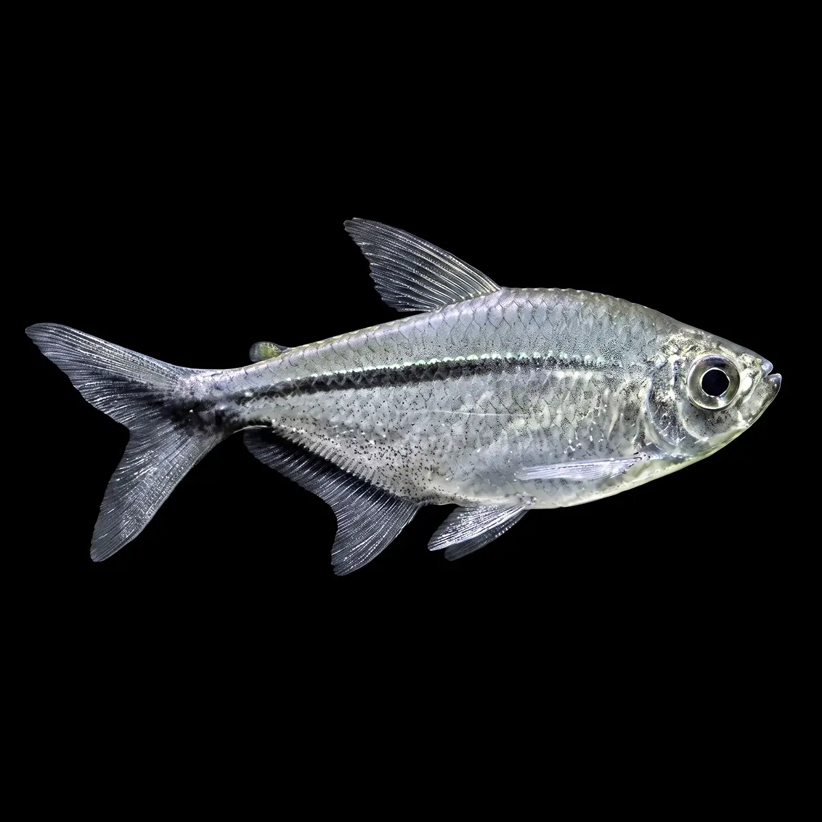 Tetra Costae nascapers.es
