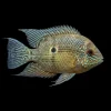 Biotodoma wavrini nascapers.es