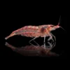 Caridina Japónica Red | C. Yamato / Amano nascapers.es