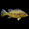 Cichla Pinima nascapers.es