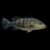 Cichla Piquiti nascapers.es
