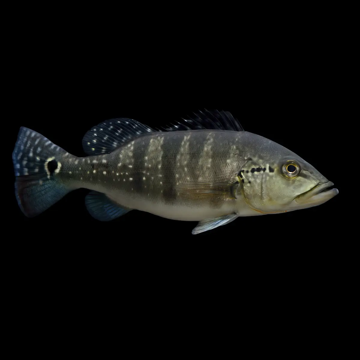 Cichla Piquiti nascapers.es