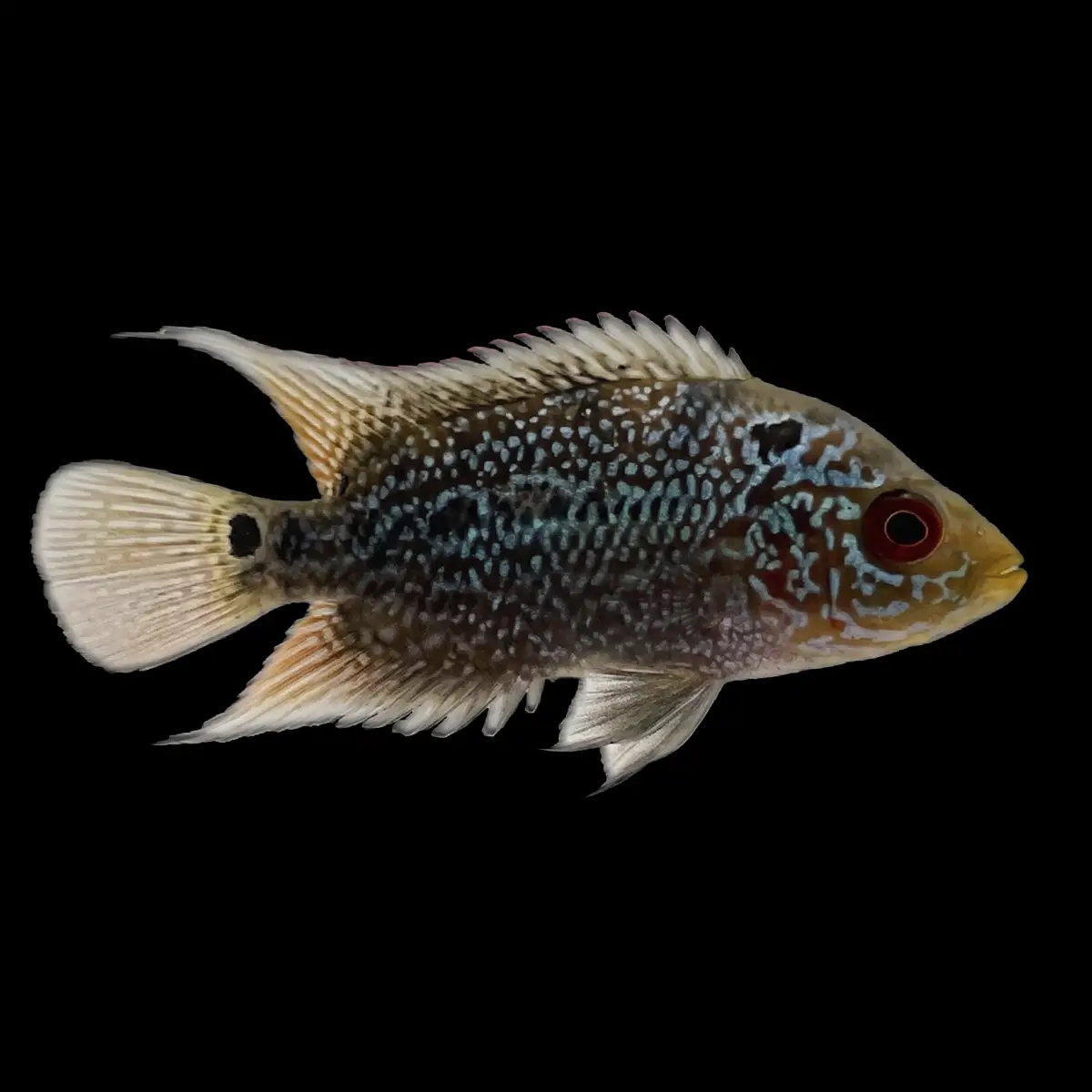 Cichlasoma Flowerhorn S | Cichasoma Labiatum sp. nascapers.es