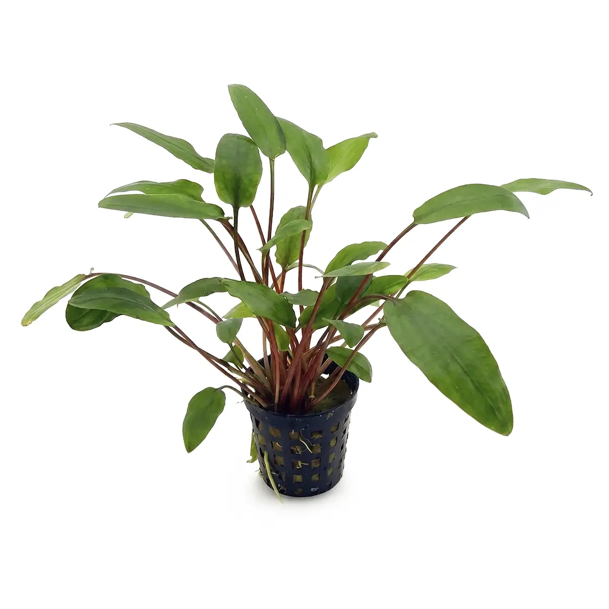 Cryptororine becketii viridifolia nascapers.es
