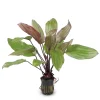 Echinodorus 'Fantasy' nascapers.es