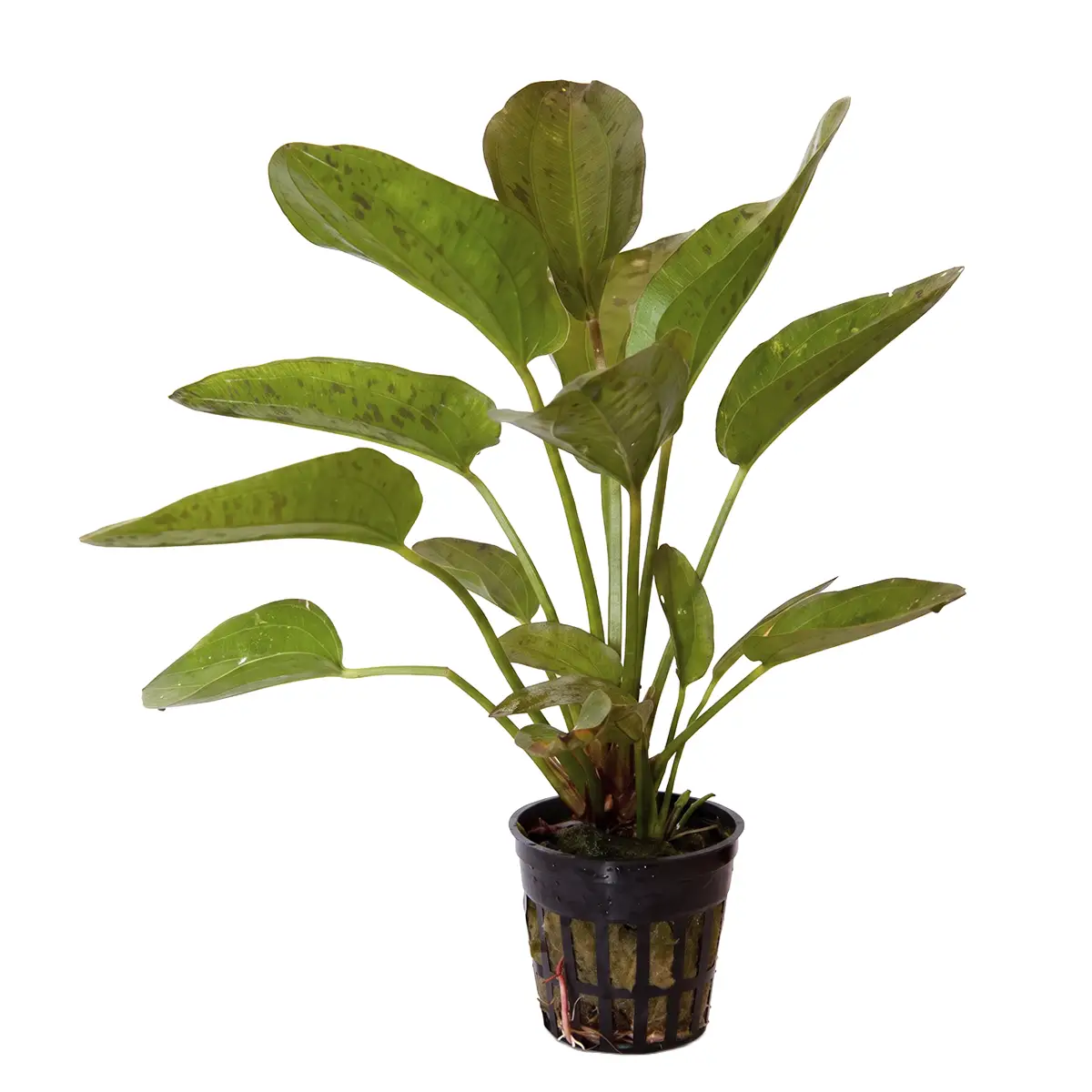 Echinodorus 'Paul Kloecker' nascapers.es