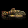 Gastromyzon sp. Flame Tiger Crimson | Pleco de Borneo nascapers.es