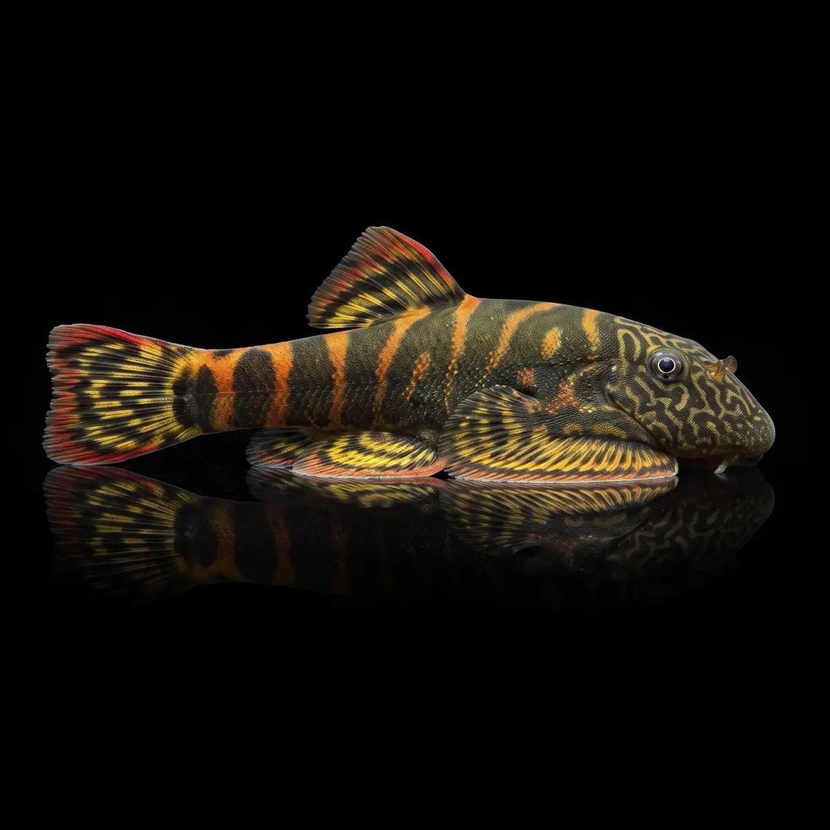 Gastromyzon sp. Flame Tiger Crimson | Pleco de Borneo nascapers.es