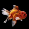 Goldfish Oranda Cálico | Carassius auratus nascapers.es