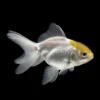 Goldfish Oranda Oro Blanco nascapers.es