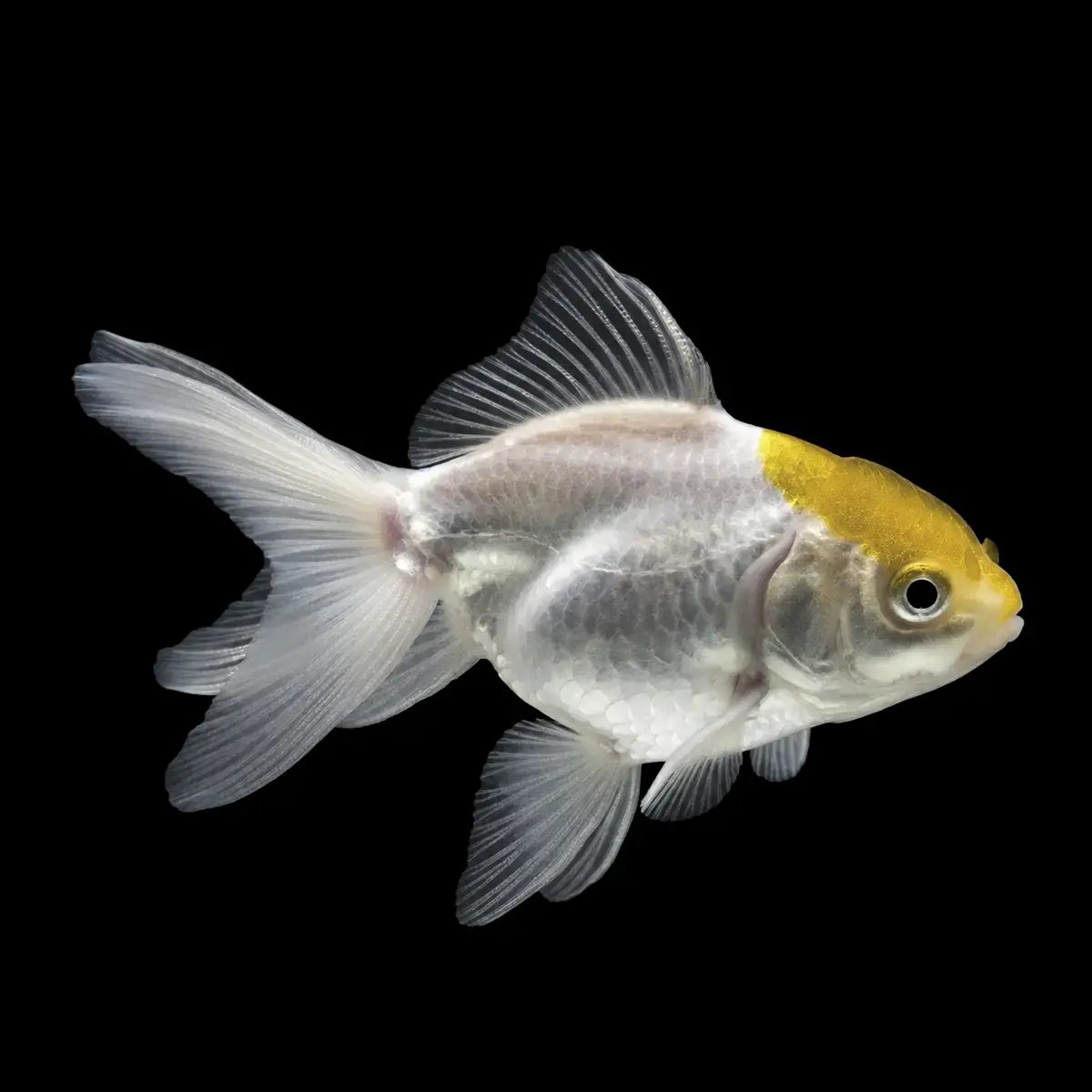 Goldfish Oranda Oro Blanco nascapers.es
