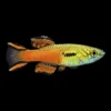 Guppy Macho Endler Japan Scarlet | Poecilia wingei nascapers.es