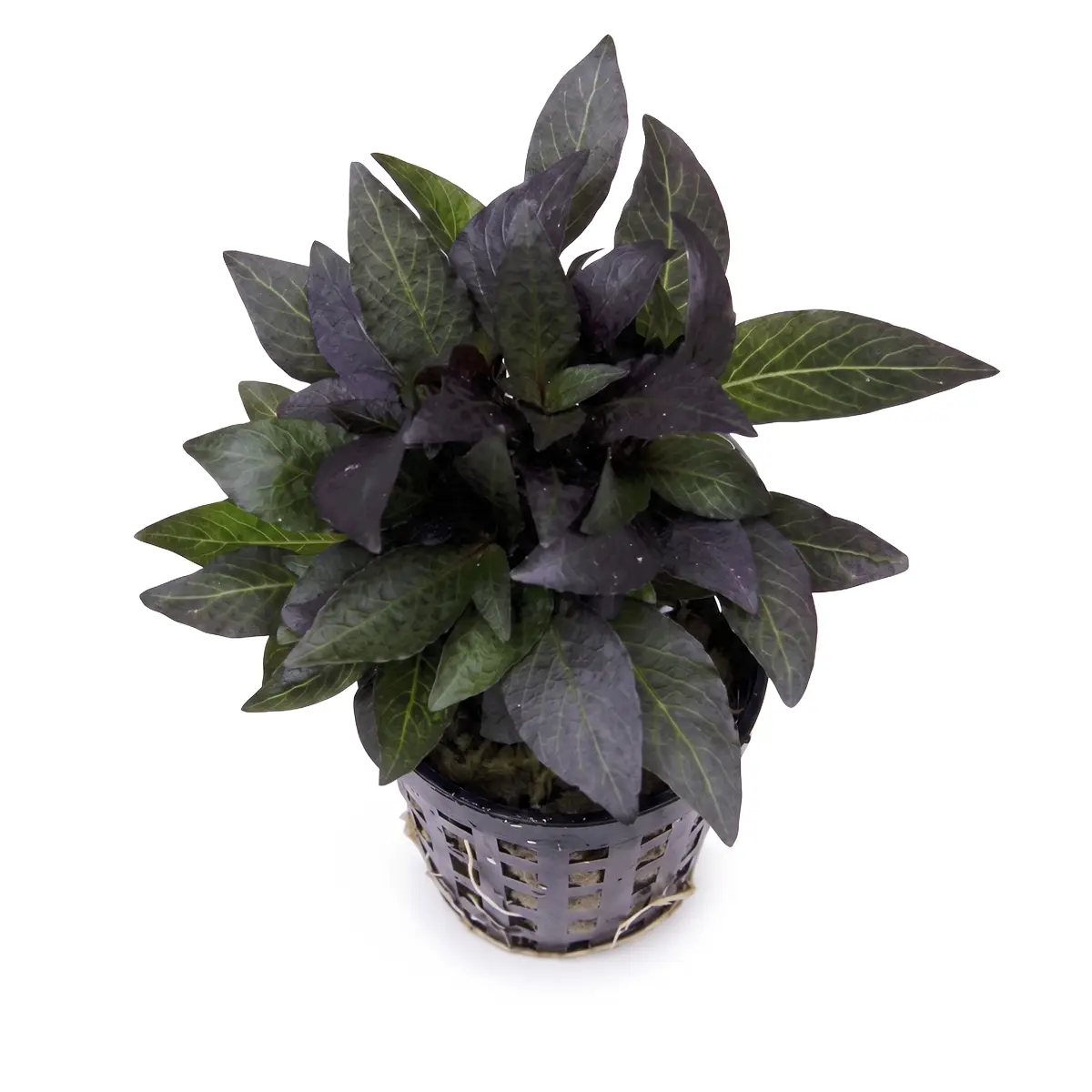 Hygrophila dwerg nascapers.es