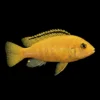 Labidochromis Lemon | Labidochromis caeruleus nascapers.es