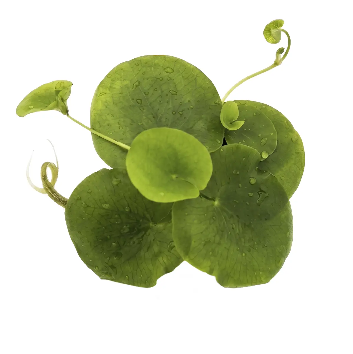 Limnobium spongia nascapers.es