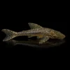 Otocinclus Gigante | Hypoptopoma gulare nascapers.es