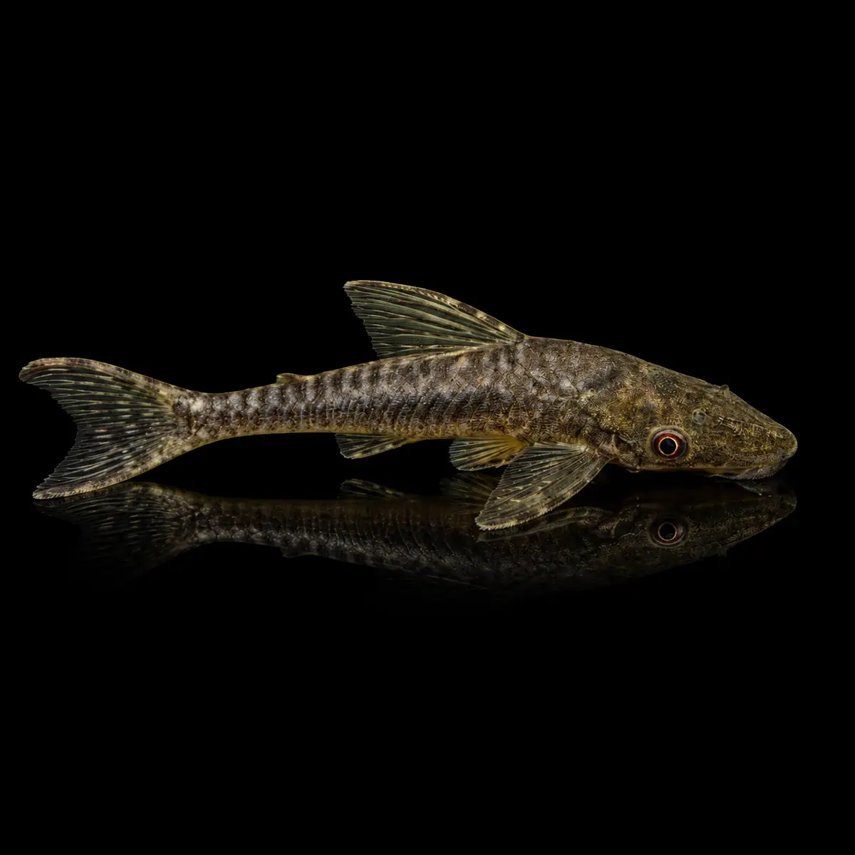 Otocinclus Gigante | Hypoptopoma gulare nascapers.es