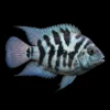 Pez Loro Tigre Azul nascapers.es