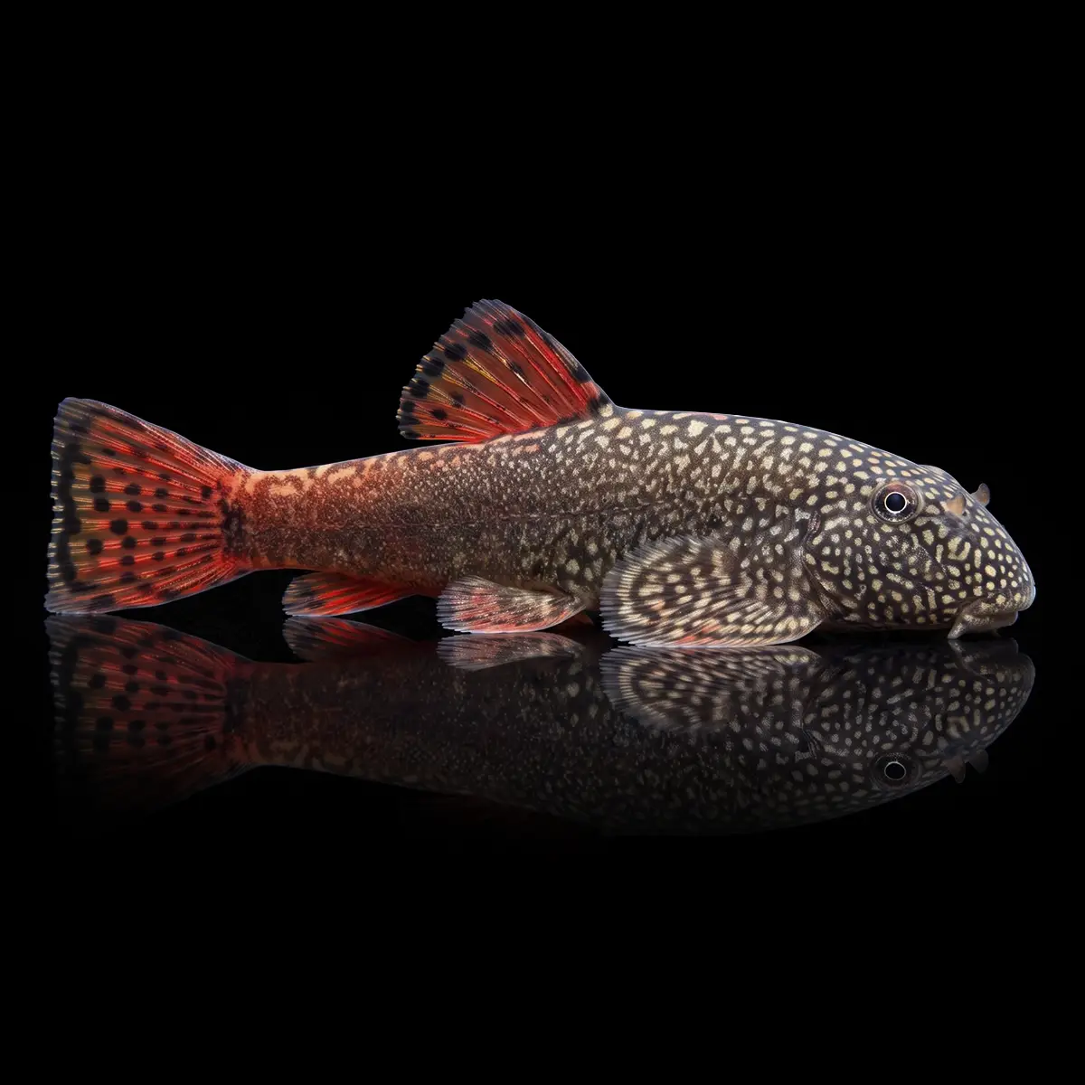 Pleco de Borneo Rojo | Gastromyzon katibasensis nascapers.es