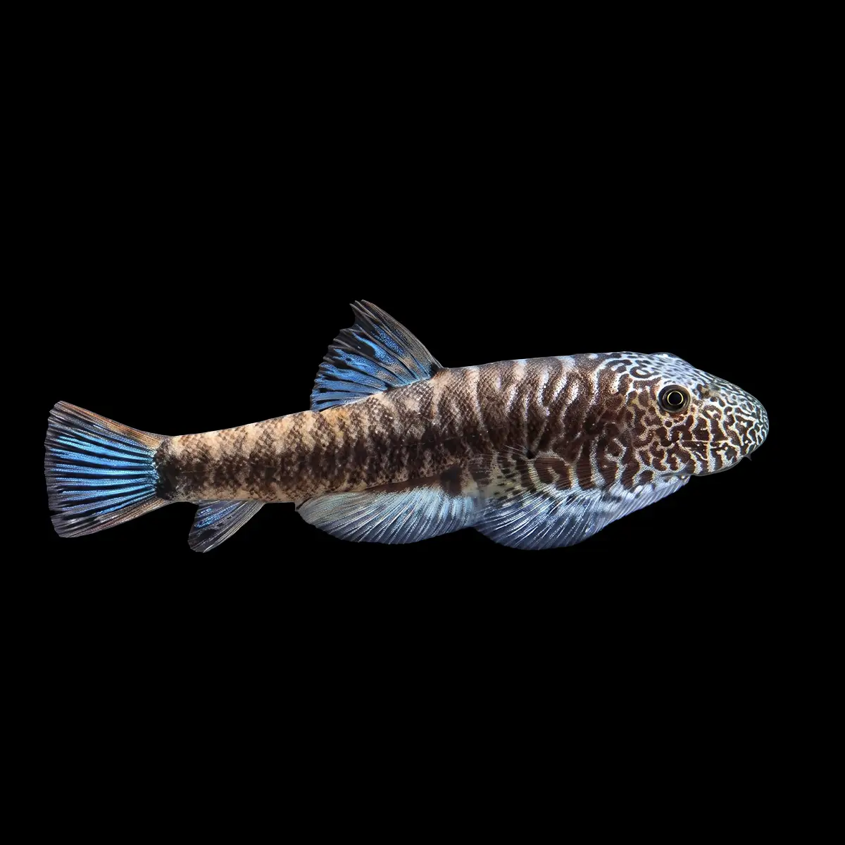Plecostomus de Borneo Zebra Azul | Gastromyzon zebrinus nascapers.es