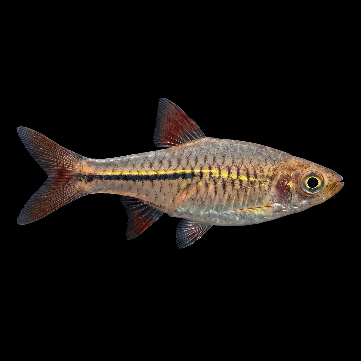 Rasbora Lágrima | Rasbora lacrimula nascapes.es